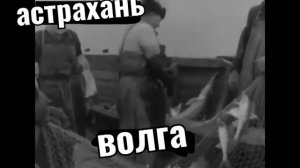 БЕЛУГА.осетр.красная рыба.ловля в Астрахани  в 40х годах.