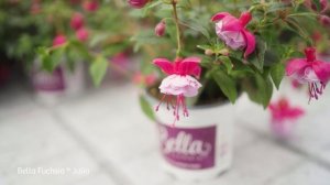 Bella Fuchsia Julia- Garden Plants with Flowers all Summer long!