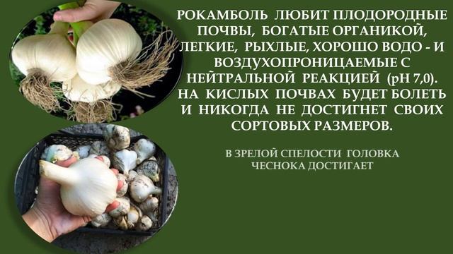 #ГИГАНСКИЙ #ЧЕСНОК  #РОКАМБОЛЬ #500 #ГРАММ!