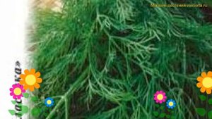 Укроп (Укроп Кибрай). Краткий обзор: Укроп описание характеристик, где купить рассада anethum Кибра