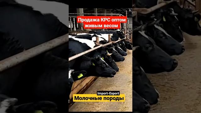 Продажа КРС оптом живым весом. Молочные породы коров, телок и нетелей. Черно пестрая порода. #short