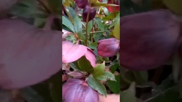 #shorts февральские цветы в Бельгии смотреть онлайн