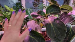 Мединилла. Пробую укоренить.