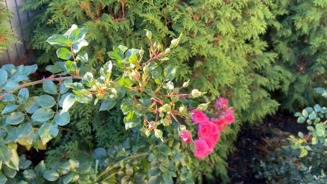 Розы. Последние краски осени! Продолжаю готовить розы к зиме! смотреть онлайн
