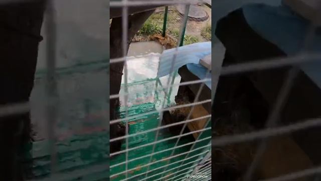 Еноты Челябинск. уборка за животными. кормление животных. смотреть онлайн