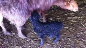 Наши барашки курдюки ават