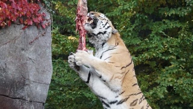 POLAR BEAR VS SIBERIAN TIGER - Who would win a fight? смотреть онлайн