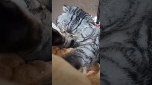 кот вылизывается на протяжении 5 минут