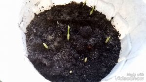 КАК ВЫРАСТИТЬ ФИНИКОВУЮ ПАЛЬМУ ИЗ КОСТОЧЕК СУШЁНЫХ ПЛОДОВ