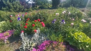 Старый цветник из многолетников