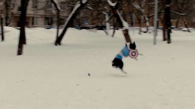 Бордер-колли Йеннифэр - Дорога домой / Yennefer the Border Collie - The Way Home смотреть онлайн