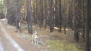 Охота на соболя и белку с лайками.  Первый день охоты