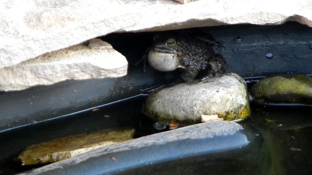 Поющая лягушка - Singing frog смотреть онлайн