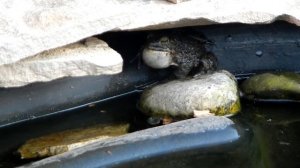 Поющая лягушка - Singing frog