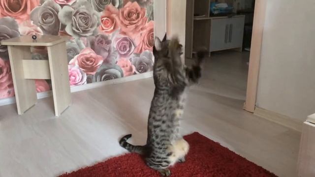 Savannah f2. Саванна ф2 по имени Лика смотреть онлайн