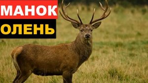 ?ЗВУК (ГОЛОС) ОЛЕНЬ 2