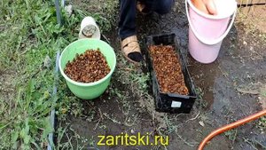 Стратификация семян абрикоса