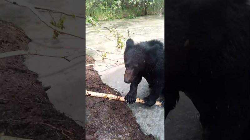 Дуська вредитель. #медведь #bear