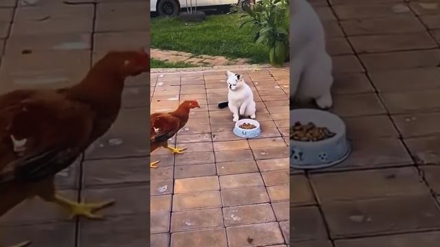 ДомашниеПитомцы