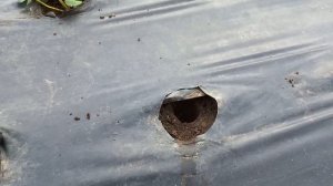 Посадка клубники "Сирия"