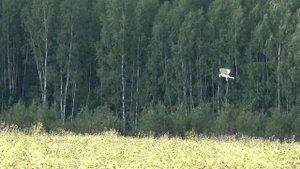 Полевой лунь охотится на поле (замедленная съемка с 1.35 минуты).