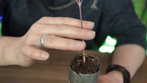 3 группы обрезки Клематисов ✔️ Обрезка клематисов от хитсад тв