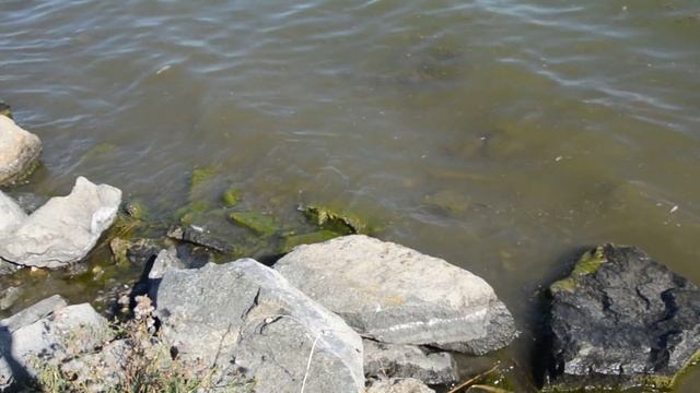 Мор рыбы на озере Синеглазово смотреть онлайн