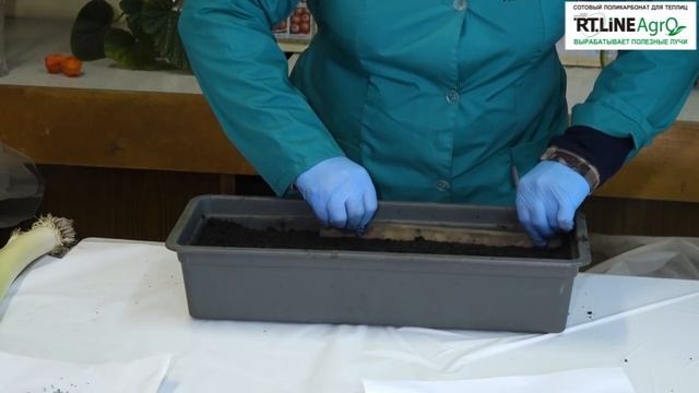 Посев семян лука-порея. Лук-порей выращивание из семян. смотреть онлайн