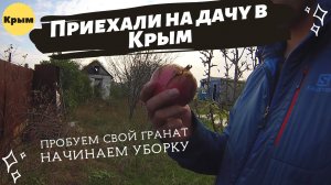 Купили участок в Крыму и не приезжали пол года