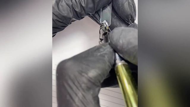 Тигр кошачьим глазом смотреть онлайн