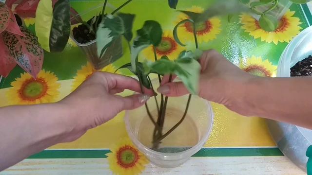 Укореняшки??Филодендрон Бурле Макс и Кобра?Сингониум Три Короля?Орхидея Ваниль?Аглаонема Просперити смотреть онлайн