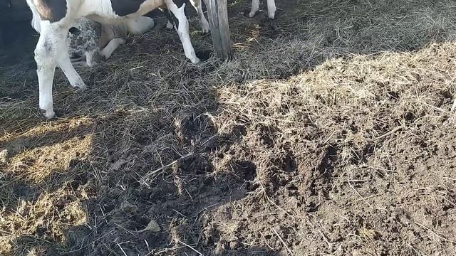 Продал всех быков смотреть онлайн