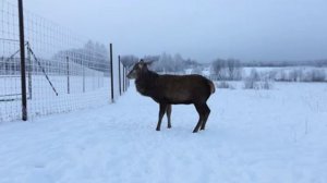 Кормление оленей зимой