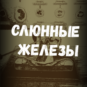 Слюнные железы (ЗБМК)