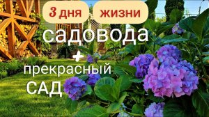 Дизайн сада на 6 сотках. Ландшафтные идеи маленького участка Садовый ВЛОГ