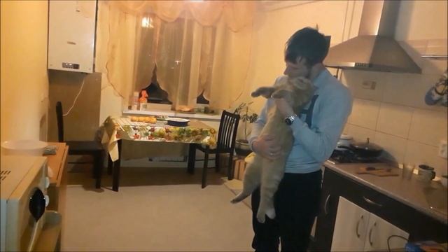 Британская короткошерстная кошка. Моя любовь.