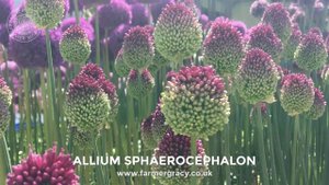 Allium sphaerocephalon - FarmerGracy.co.uk