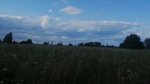 Летний коп в лесу июль 2021 Нижегородская область