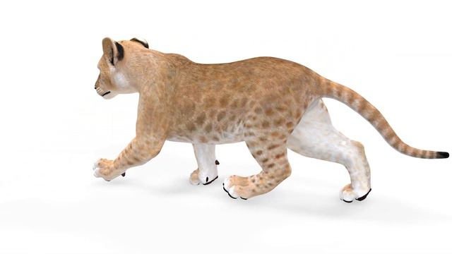 Animated Lion Cub 3D Model for Download