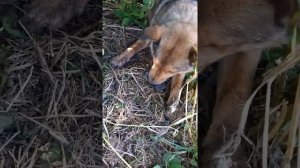 Собака охотится на крысу. Смотреть всем.