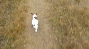 Самая бушкрафтерская собака в мире))