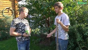Подсев (ремонт) газона осенью.
