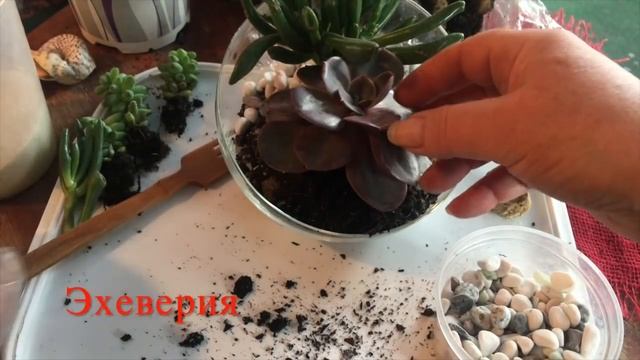 Флорариум из суккулентов. Эхеверия.