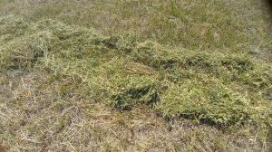 МТЗ-82.1 с жаткой Полесе 10.7 метров, начало сенокоса 2023. Первый покос.