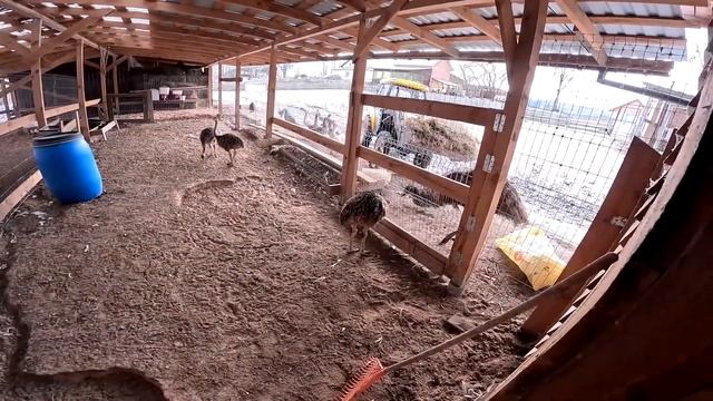 ФАЗАН НАПАДАЕТ ! СТРАУСЯТА ГУЛЯЮТ ! ЗАЧЕМ Я ИХ ВЫПУСТИЛ ? КУПИЛ ХУТОР В ЛЕСУ №163 смотреть онлайн