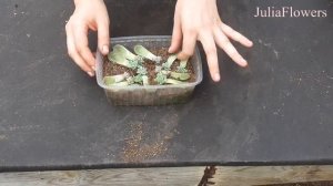 Как размножать эхеверии листом/How to propagate echeveria with a leaf