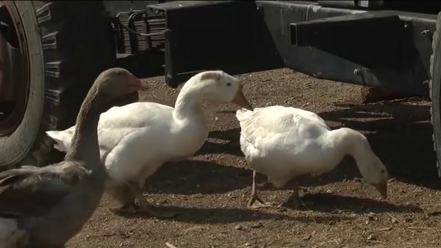 Сельские горизонты АБО 2019 и Хухюу Бадмаахай смотреть онлайн