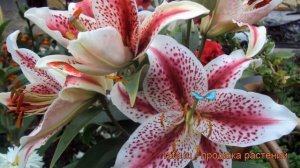 Лилия восточная Диззи (lilium oriental dizzy) ? лилия Диззи обзор: как сажать луковицы лилии Диззи