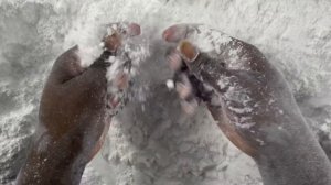 ASMR~ 25 BLOCKS CRUNCHY GYM CHALK CRUSH FULL BLOCKS AND PALM CRUSHES ~ COMPILATION