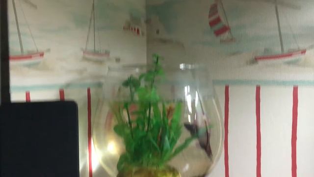 Уход за рыбкой петушком смотреть онлайн